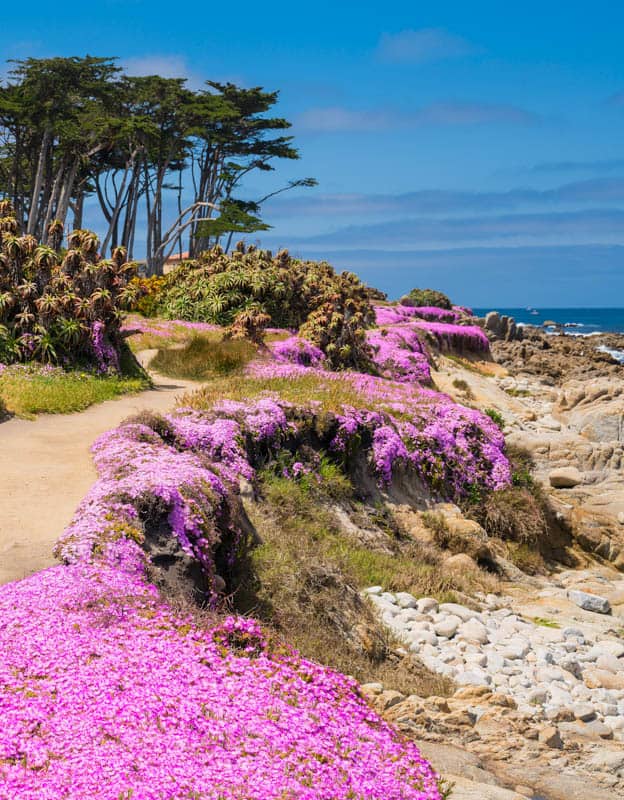View of Lovers Point with carpet of pink flowers towering Monterey Cypress trees and rocky shores