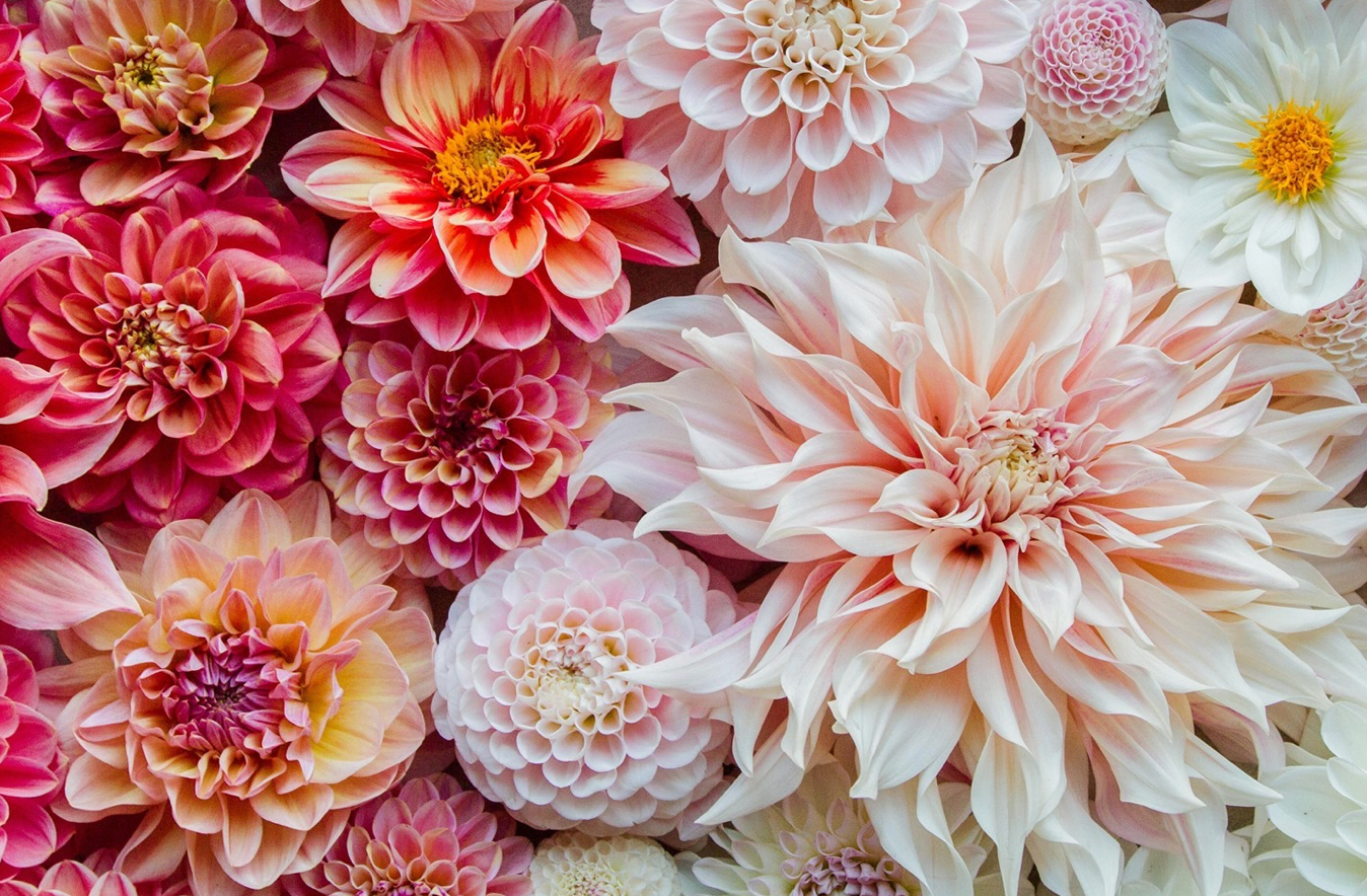 Array of pink, peach and white dahlias grown by Carmel-by-the-Sea florist
