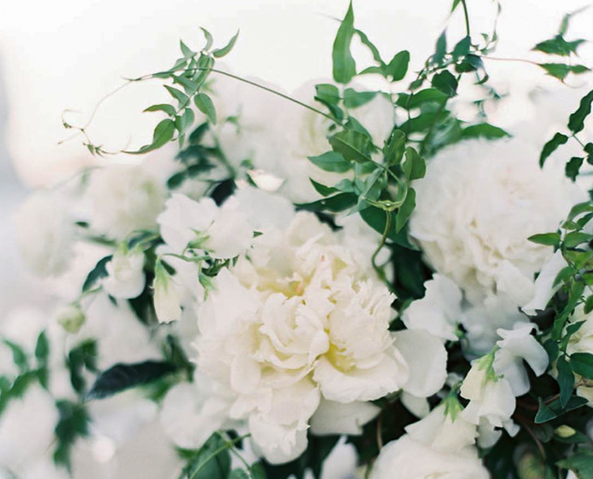 Wedding floral centerpiece featuring white peonies, sweet peas and smilax by Carmel by the Sea florist