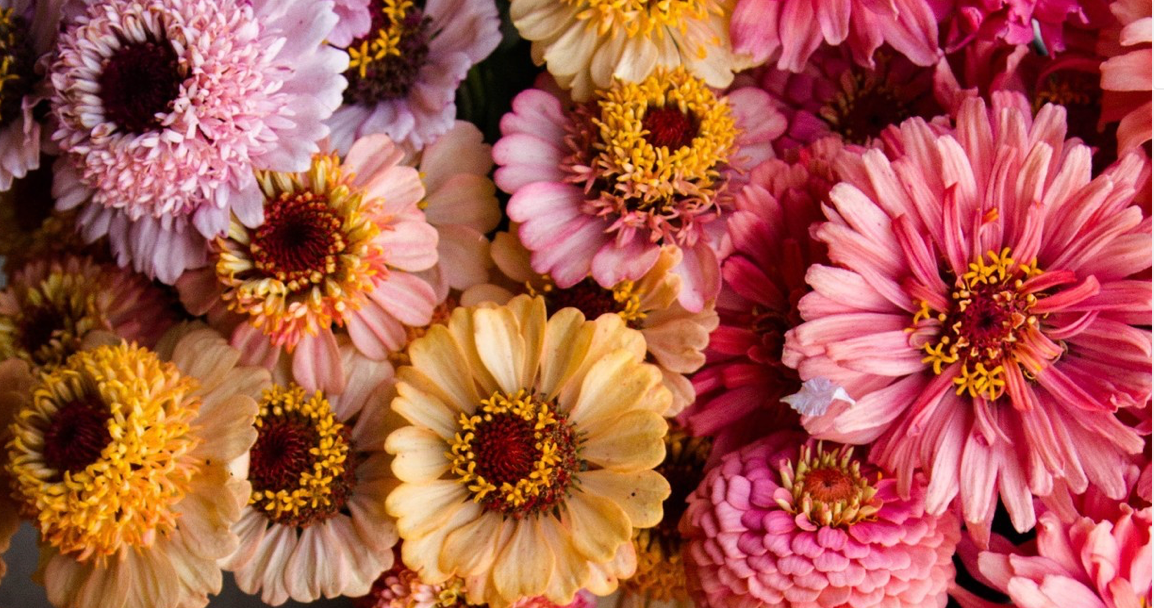 colorful array of zinnia flowers in pink, yellow and lavender