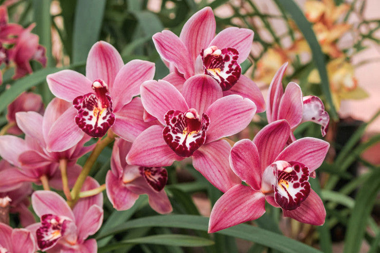 Potted pink cymbidium orchid for delivery by Carmel florist