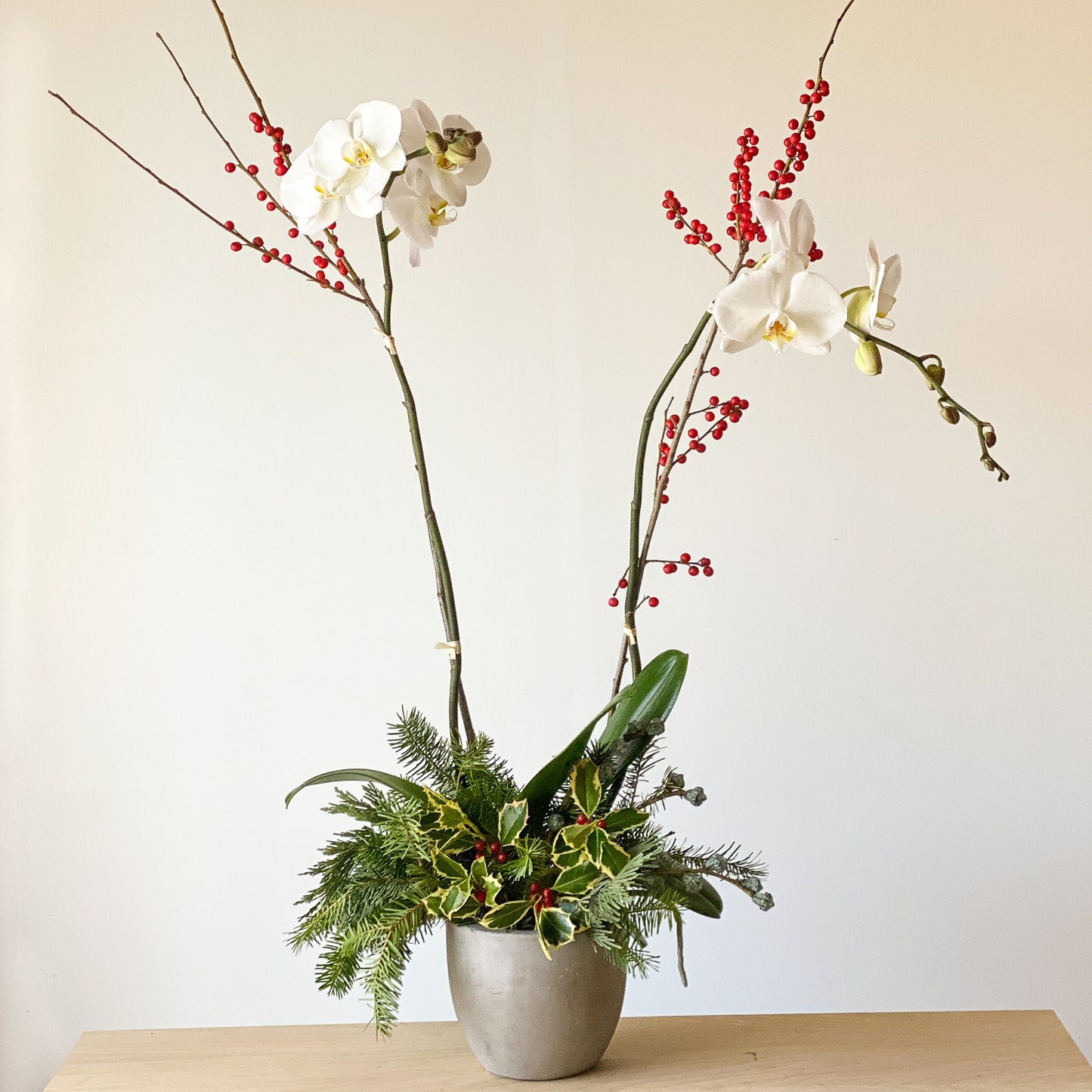 Tall Holiday Orchid