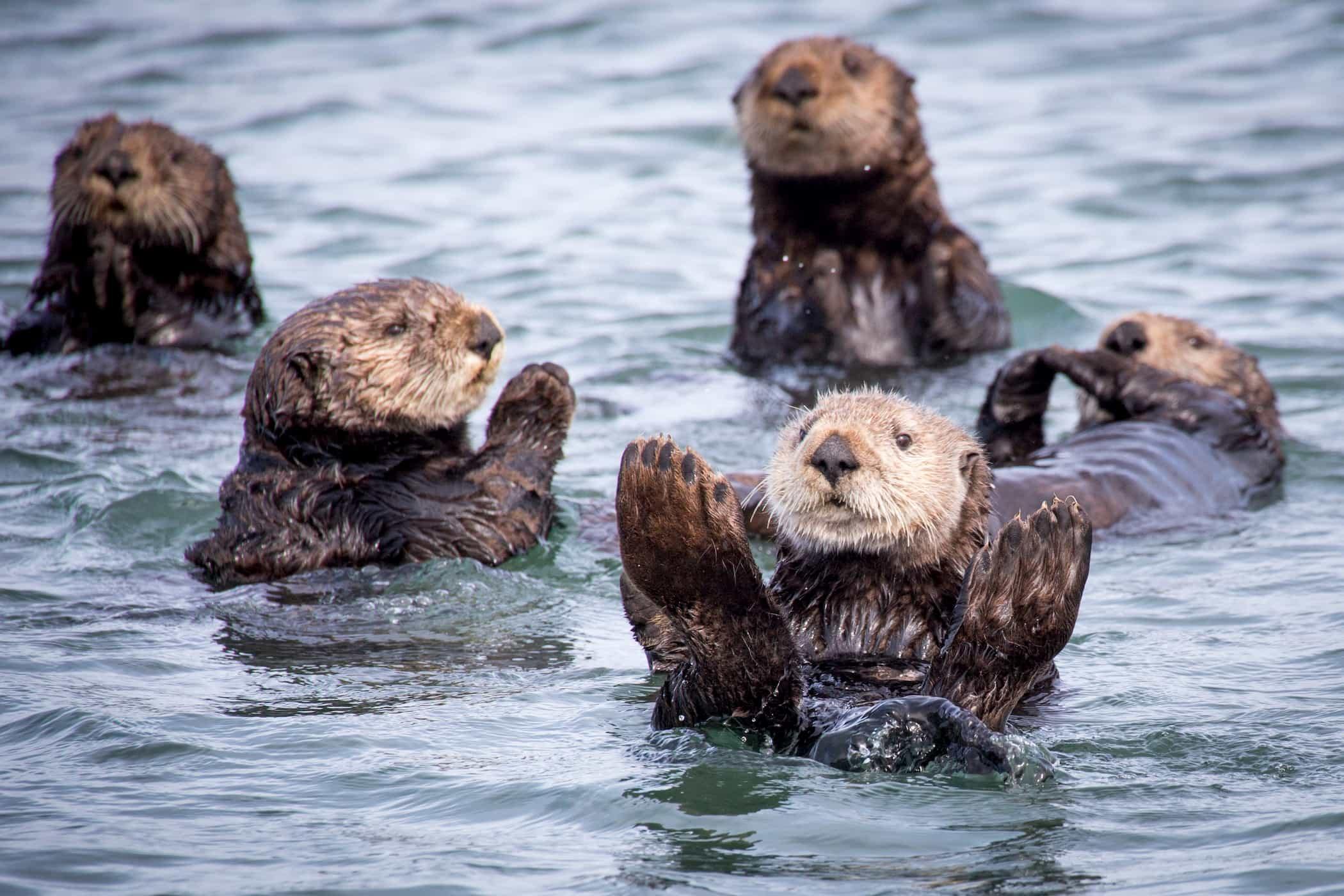 Group of sea otters frolicking in the waters of Monterey Bay