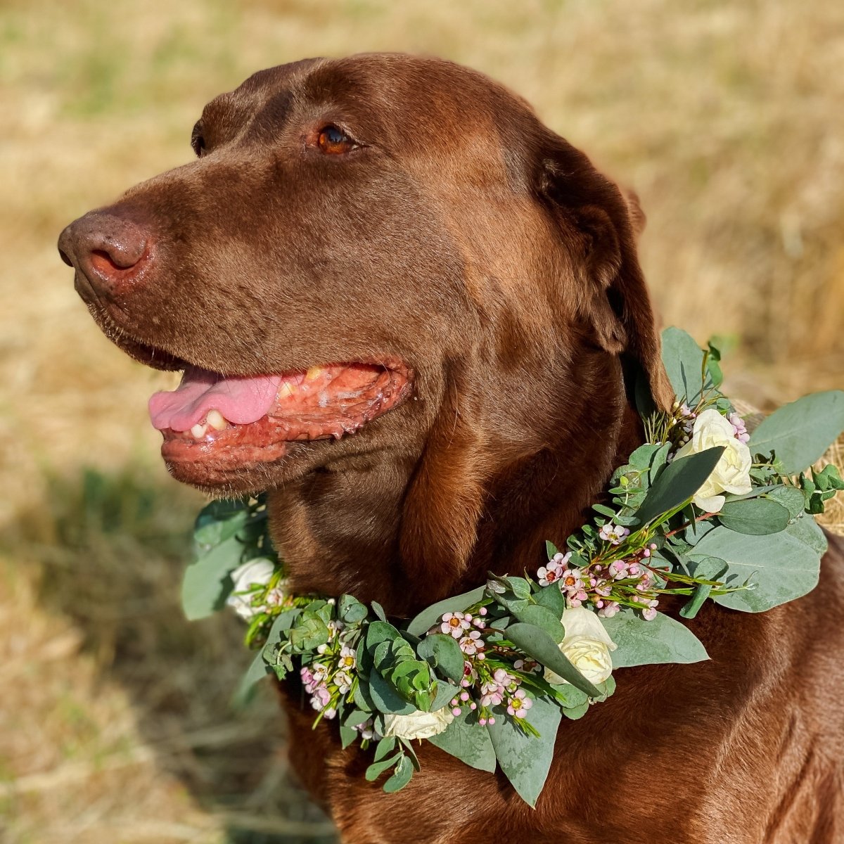 Dog Collar - Carmel Gardens