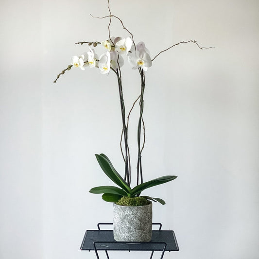 Tall Orchid - Carmel Gardens